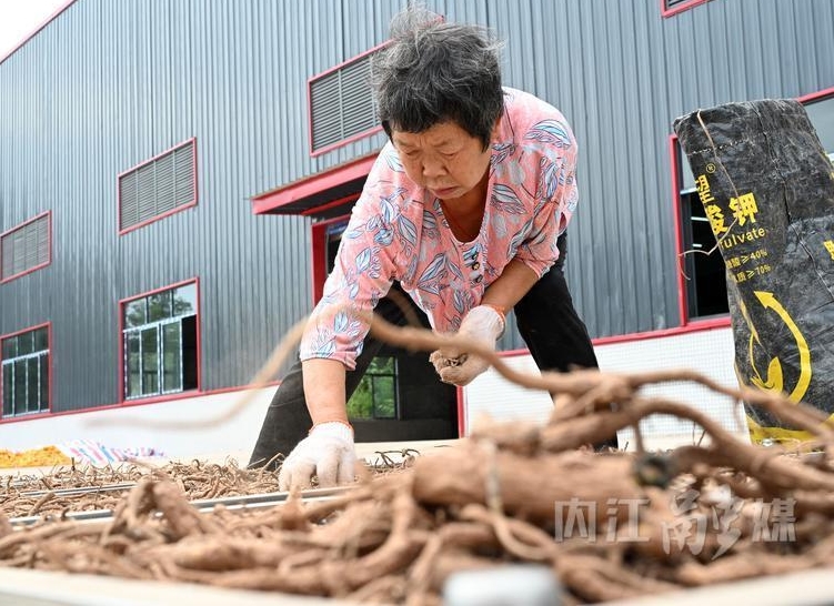 产业融通促振兴 东兴区以内生动力擘画中药材发展新篇