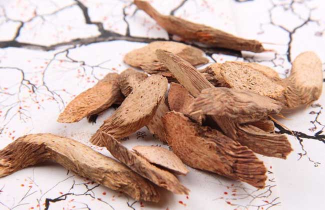 千年健、一包针、千颗针与千年见 辨识与用‑途综述